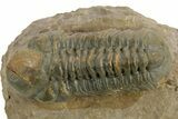 Prone Reedops Trilobite - Atchana, Morocco #376973-3